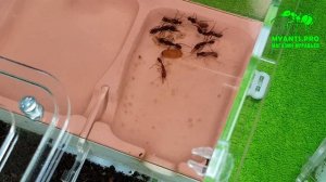Колония Венаторов (Harpegnathos venator) поднятая с одной матки переезжают в просторный Дабл Хаус