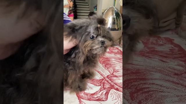 Teacup Teddy Poodle puppies Salon крошка экстра микро Vivian 15 см в холке , вес 850 грамм 1 год