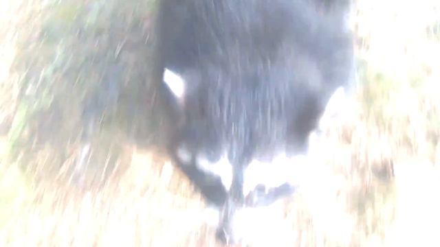 #ЕнотФрида тролит добермана ДИПЛОМ КУРСОВАЯ 89127939429 смотреть онлайн