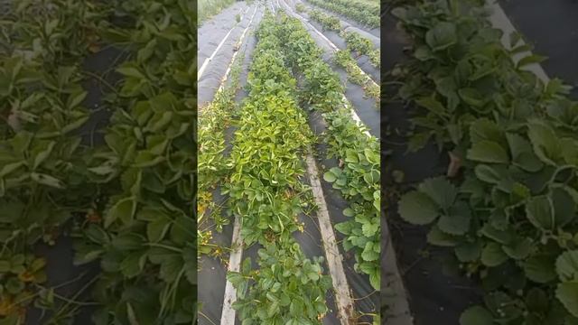 Как понять, что клубника созрела?