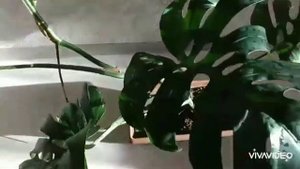 Обрезала Монстеру