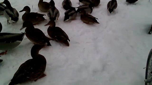 Зимующие утки. смотреть онлайн