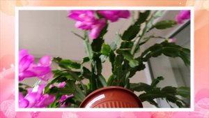 Шлюмбергеры и рипсалидопсисы: часть 1.mp4