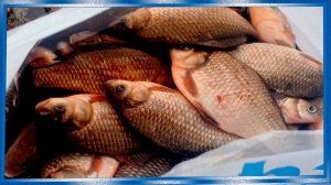 Рыбалка на супер уловистую снасть "Хапуга" с лодки ПВХ, осень, рыбалка на Амуре сfishermandv27rus