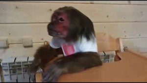 Обезьянки и сверчки (Домашние макаки)