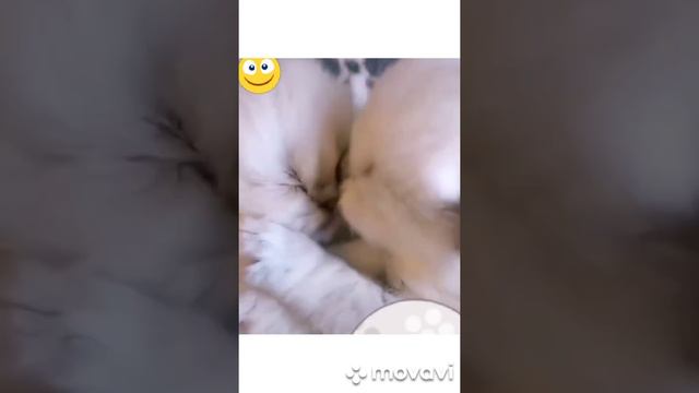 Маленькие Котята 2 #tiktok #котики