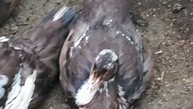 Готовлю корм для кур несушек ???утята ??бройлеры смотреть онлайн