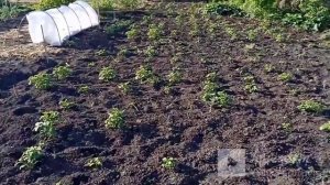 Полим картошку/ На завтрак пельмени/Испекла хлеб)))