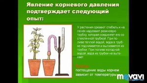 Минеральное питание растений. Биология в стихах 6 класс.