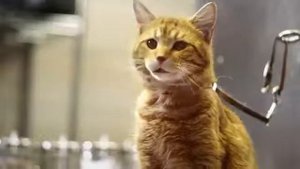Социальная реклама Animal Planet   I want коты