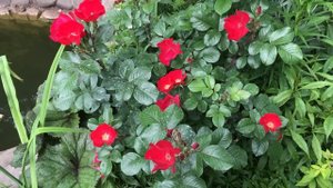 РОЗЫ// Срочно спасаем цветение роз.