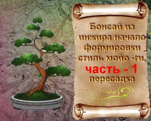 1.Создаем бонсай из инжира  Посадка на камень часть 1