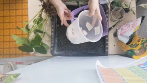 Грунт для Антуриума доступный в продаже