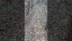 нагонка молодой русской гончей Звонки