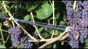 Кишмиш Канадис (Canadice grapes) - ранний и зимостойкий