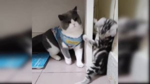 Приколы с котиками. Котики #25