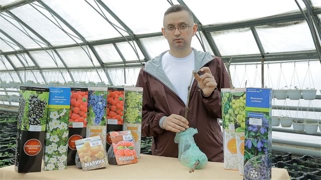 Как должны выглядить саженцы плодового Винограда в упаковке 1мин