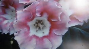 Комнатные цветы -  ГЛОКСИНИЯ. Выращивание,  уход и размножение глоксинии в домашних условиях.