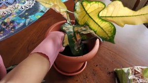 Как Пересадить Кротон