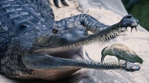 30 ИНТЕРЕСНЫХ ФАКТОВ О КРОКОДИЛАХ!