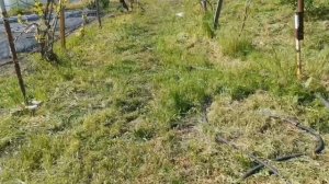 Бюджетный  подкормочный узел для клубники.