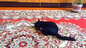 Кот играет в шарик с валерьянкой