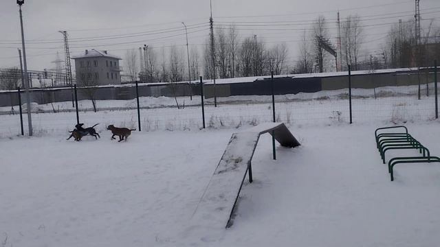 Питбули Ада , Сайта & Чибо Абхазович Кибальчич 🐕 Моя Жизнь Кино 🎬 Жил Был Кинолог 🎬 Музей Псов