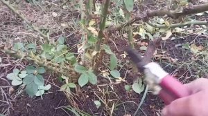 Осенняя обрезка плетистых роз Полька и Салита.