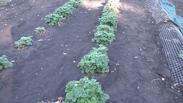 Відповіді на питання глядачів про вирощування полуниці смотреть онлайн