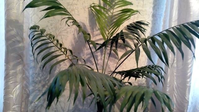 КОМНАТНЫЕ РАСТЕНИЯ - ТРОПИЧЕСКИЕ РАСТЕНИЯ ДОМА - Зацвела пальма Chamaedorea Blooms