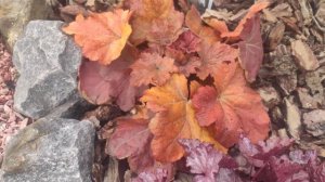 Гейхера сорт Southern comfort весной