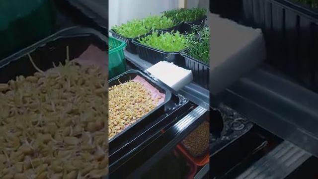 Эко Микрозелень. Пшеница без плесени и с плесенью. смотреть онлайн