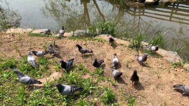 Учеба в Корее/ Changwon National University смотреть онлайн