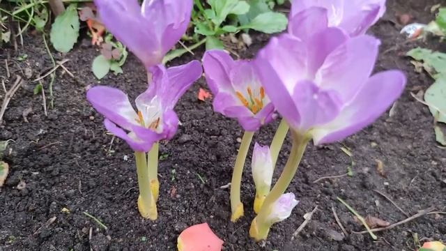 Почувствуйте осенью весну, посадив безвременник. смотреть онлайн