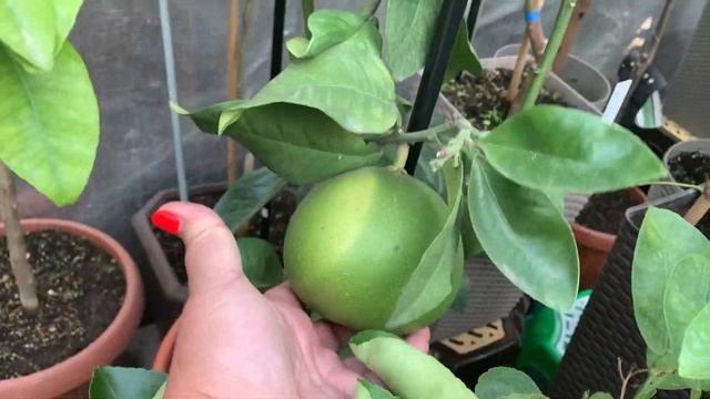 Теплица для цитрусов и экзотов , полная загрузка , 27 октября 2020 Киевская обл смотреть онлайн