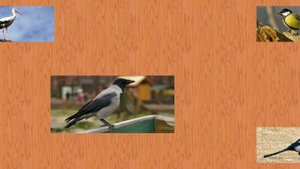 Карточки Домана Часть 4 Птици!