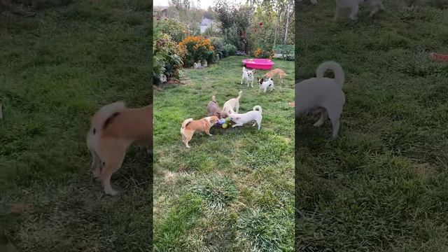 Ну потеха?обожаю смотреть,как они играют?#купитьщенка #купитьщенкачихуахуа #продажа +78788357867 смотреть онлайн