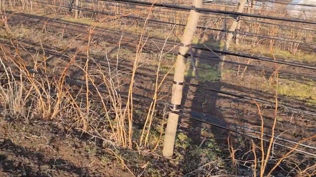 Обрезка малины на площади 1га. Сорта Квелли, Делнива, Жел. Зюг., Прималба, Маравилла, Феномен и др. смотреть онлайн