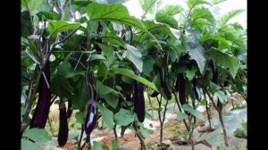 Выбираем самые урожайные и ранние сорта баклажан для теплицы