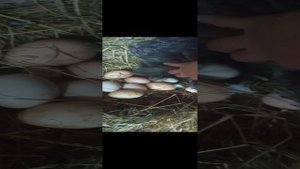сколько курица сидит на яйцах? сегодня вывелся цыплёнок. положила под другую курицу цыплёнка.