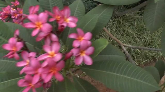 Plumeria rubra - grow and care (Red frangipani)