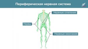 Строение и значение нервной системы