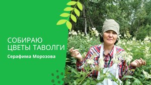 Таволга - собираем для чая и настоек.mp4