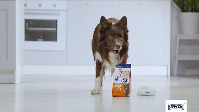 Так просто.... сделать кошку счастливой! смотреть онлайн