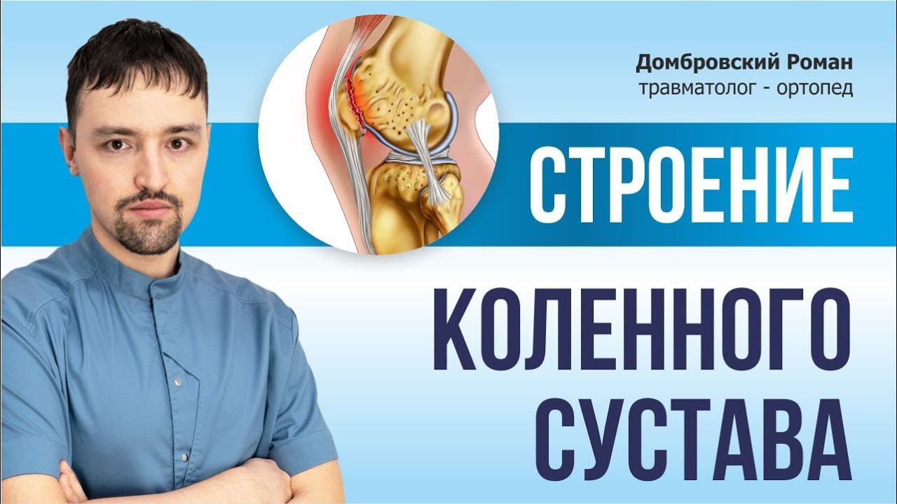 КОЛЕННЫЙ СУСТАВ. СТРОЕНИЕ.