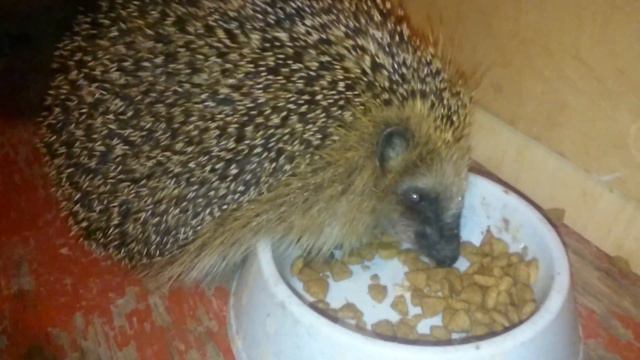Ёжик трескает кошачий корм смотреть онлайн