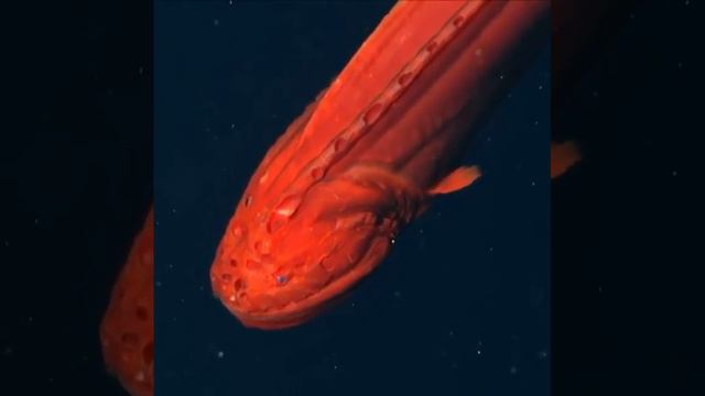 Глубоководная рыба китовидка смотреть онлайн