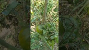 Томат Шоколадный. Чудо серия от Садов России