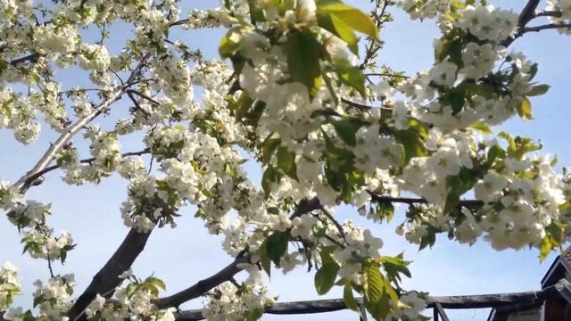 Само дерево жужжать не может? значит кто-то в нем жужжит! смотреть онлайн