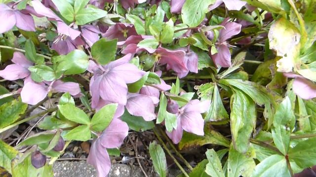 Christmas Rose -  Helleborus orientalis - Jólarósir  - Garðplöntur - Vetrarblóm смотреть онлайн